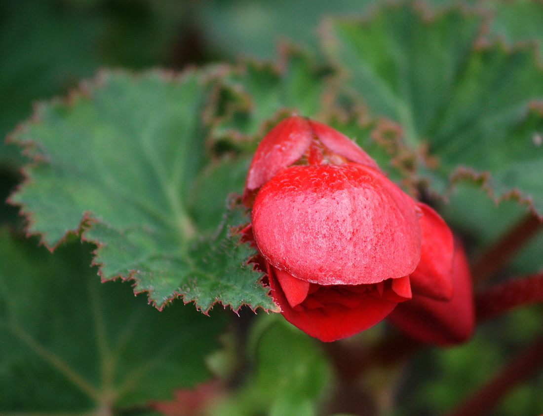 Image of Begonia &times; tuberhybrida specimen.