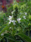 Ocimum basilicum