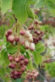 Staphylea pinnata