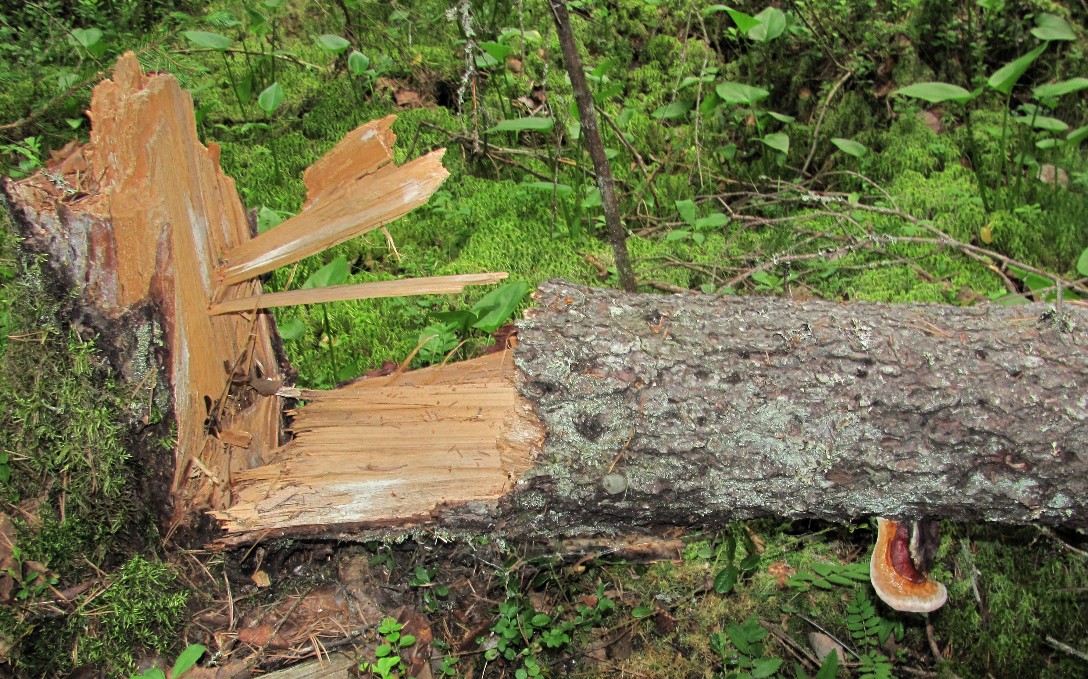 Image of Pinus sylvestris specimen.