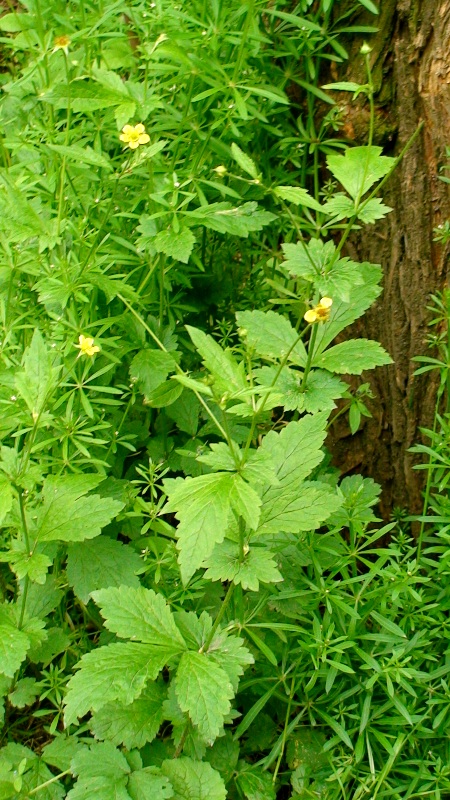 Image of Geum urbanum specimen.