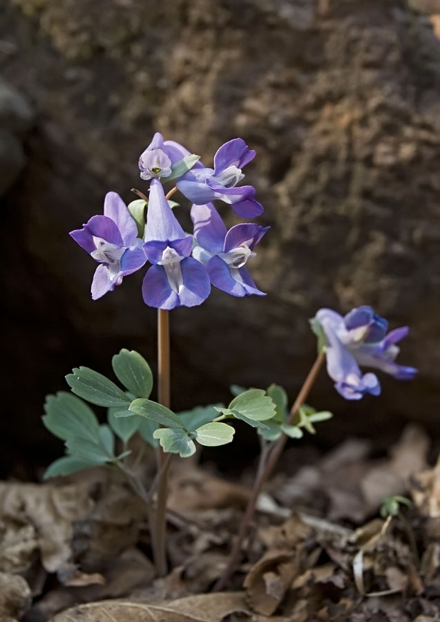 Image of Corydalis ussuriensis specimen.