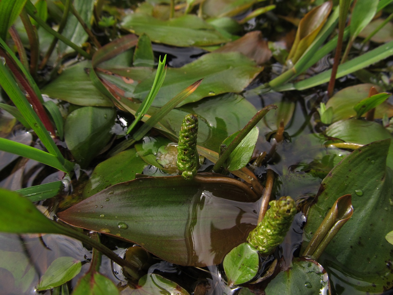 Image of Potamogeton polygonifolius specimen.