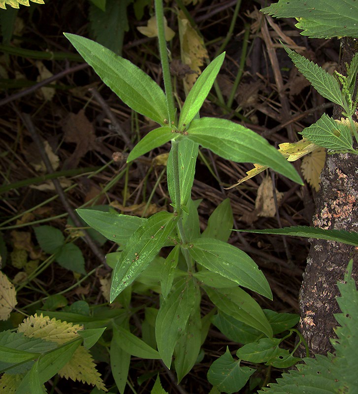 Image of Melandrium album specimen.