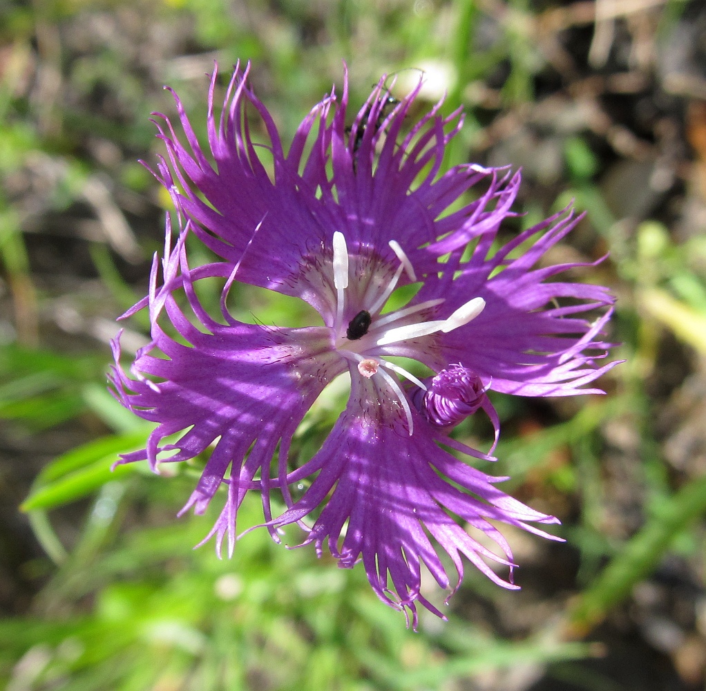 Image of Dianthus hyssopifolius specimen.