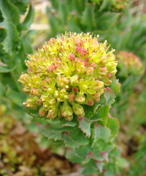 Image of Rhodiola rosea specimen.