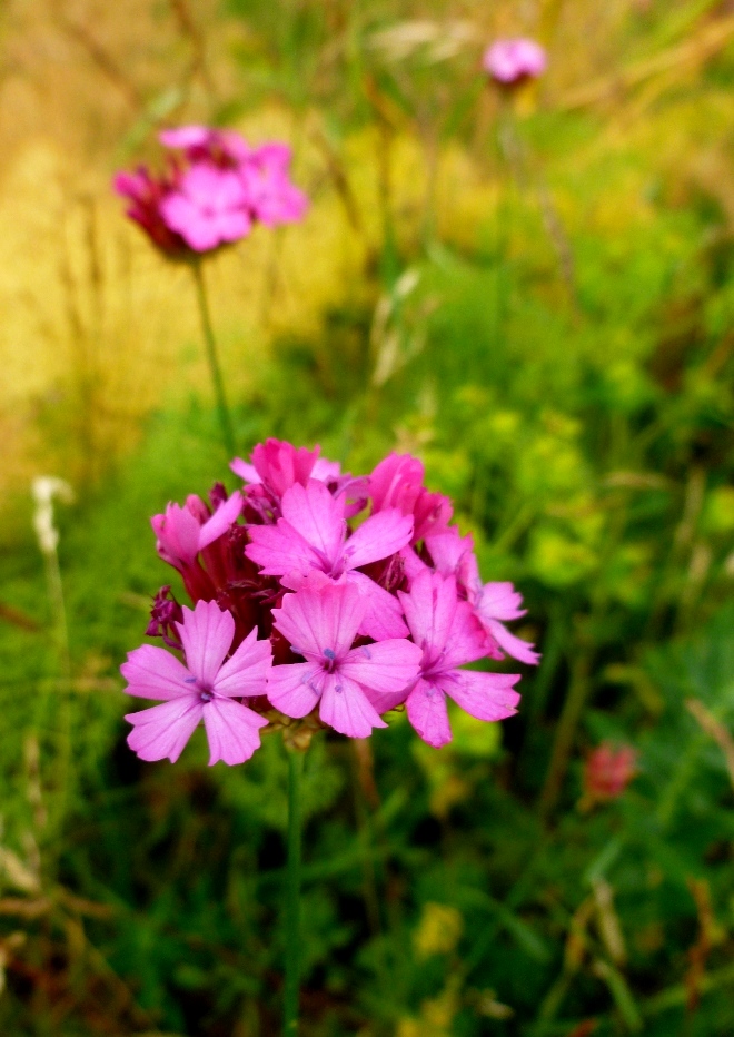 Изображение особи Dianthus calocephalus.