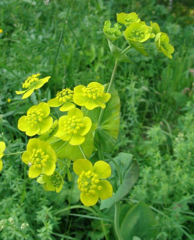 Image of Bupleurum longifolium ssp. aureum specimen.