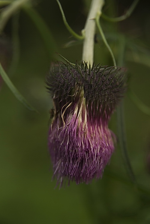 Изображение особи Cirsium pendulum.