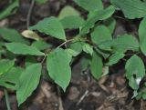 Polygonatum involucratum