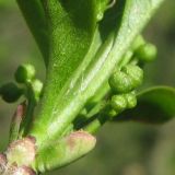 Euonymus europaeus. Бутоны. Украина, г. Кривой Рог, Ботанический сад НАН Украины. 20.04.2009.