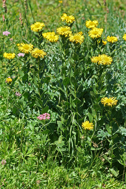 Изображение особи Inula grandiflora.