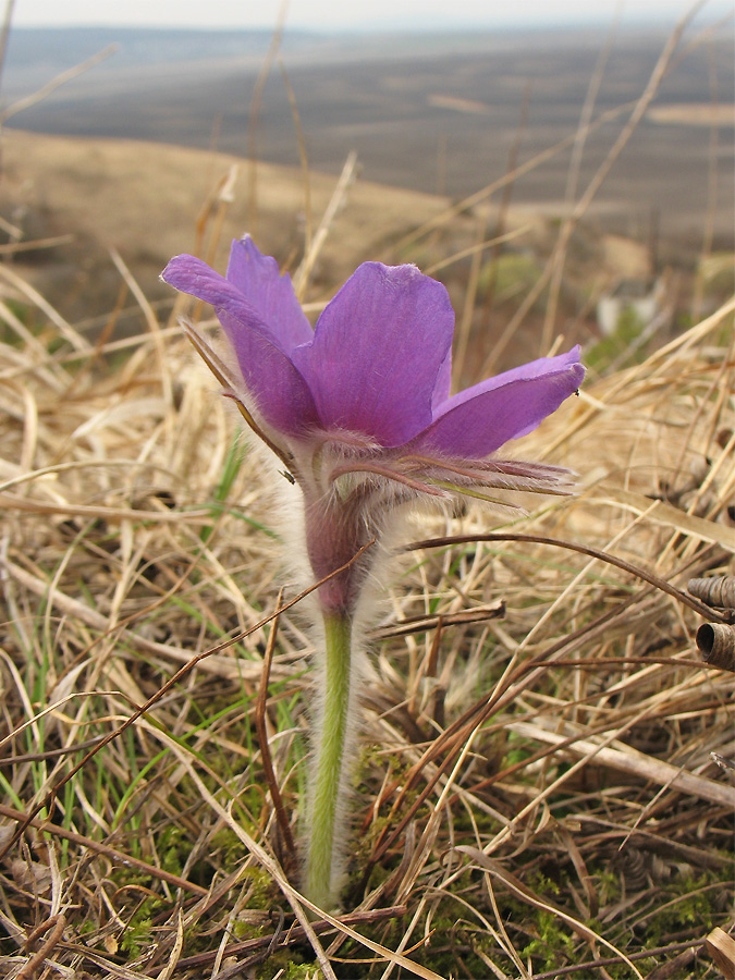 Изображение особи Pulsatilla patens.