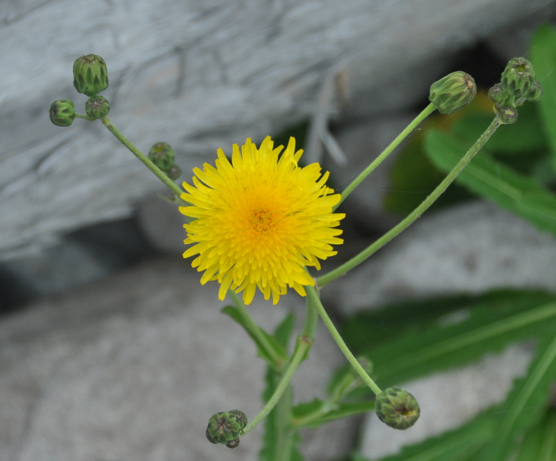 Image of Sonchus arvensis ssp. uliginosus specimen.