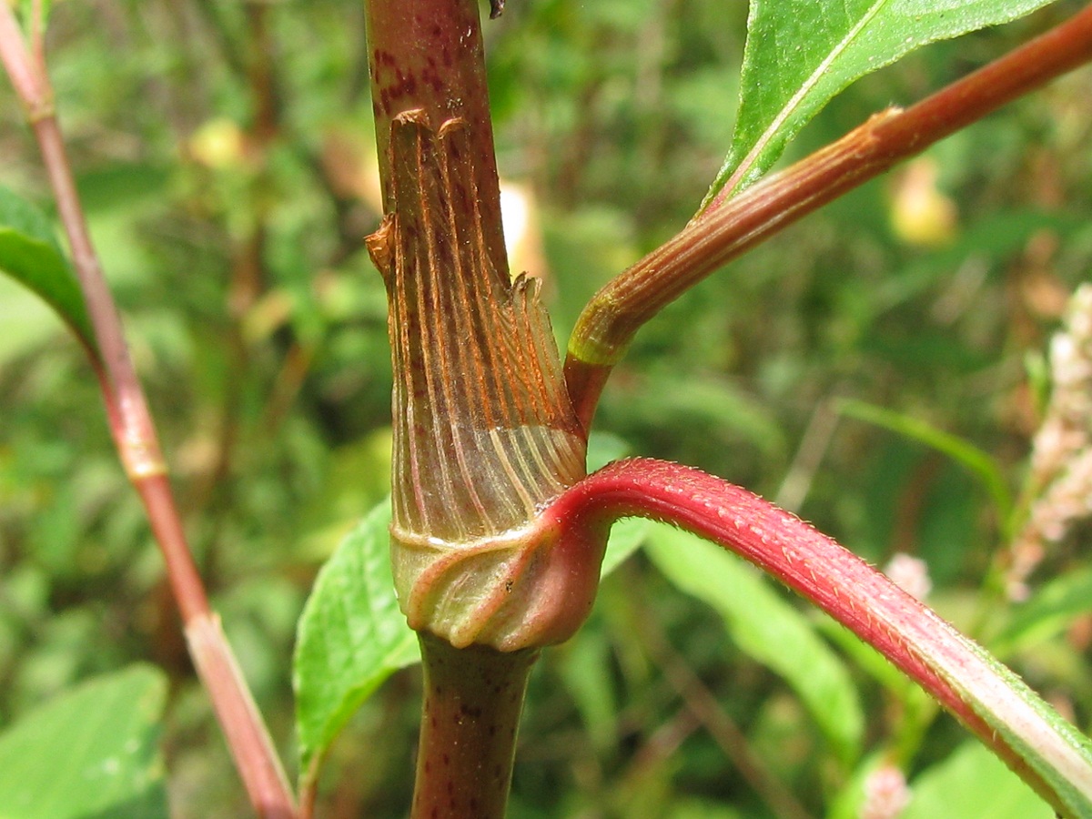 Image of Persicaria lapathifolia specimen.