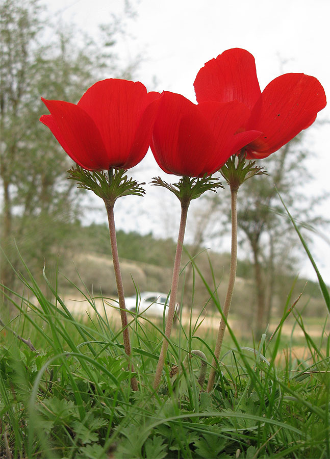 Изображение особи Anemone coronaria.