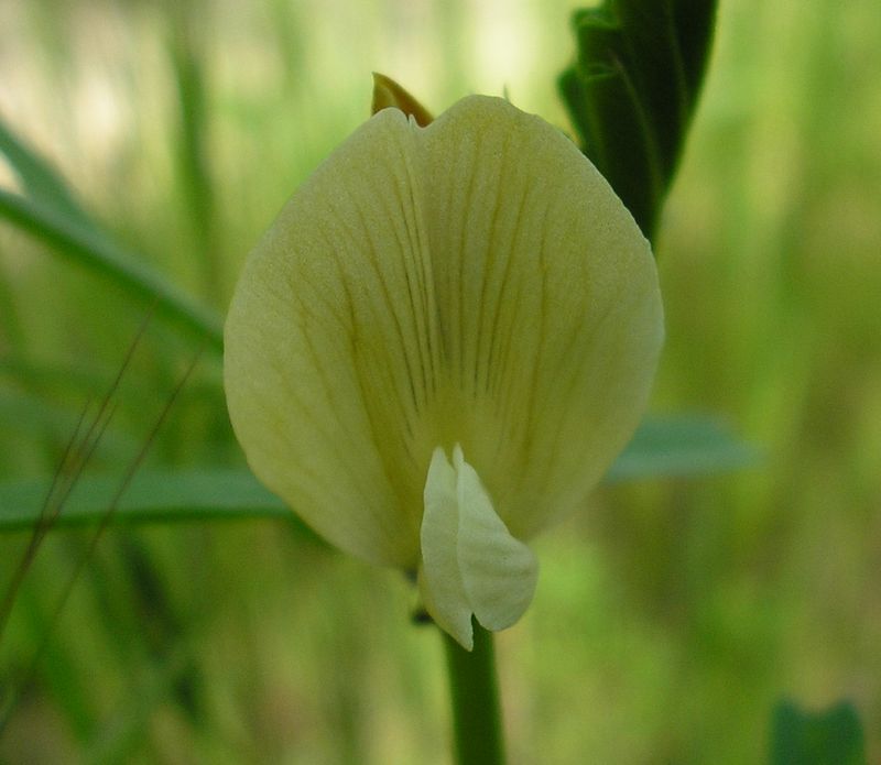 Image of Vicia grandiflora specimen.