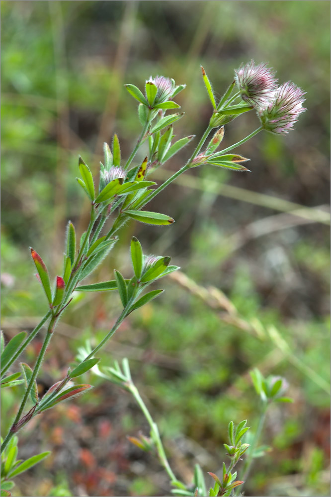 Image of Trifolium arvense specimen.