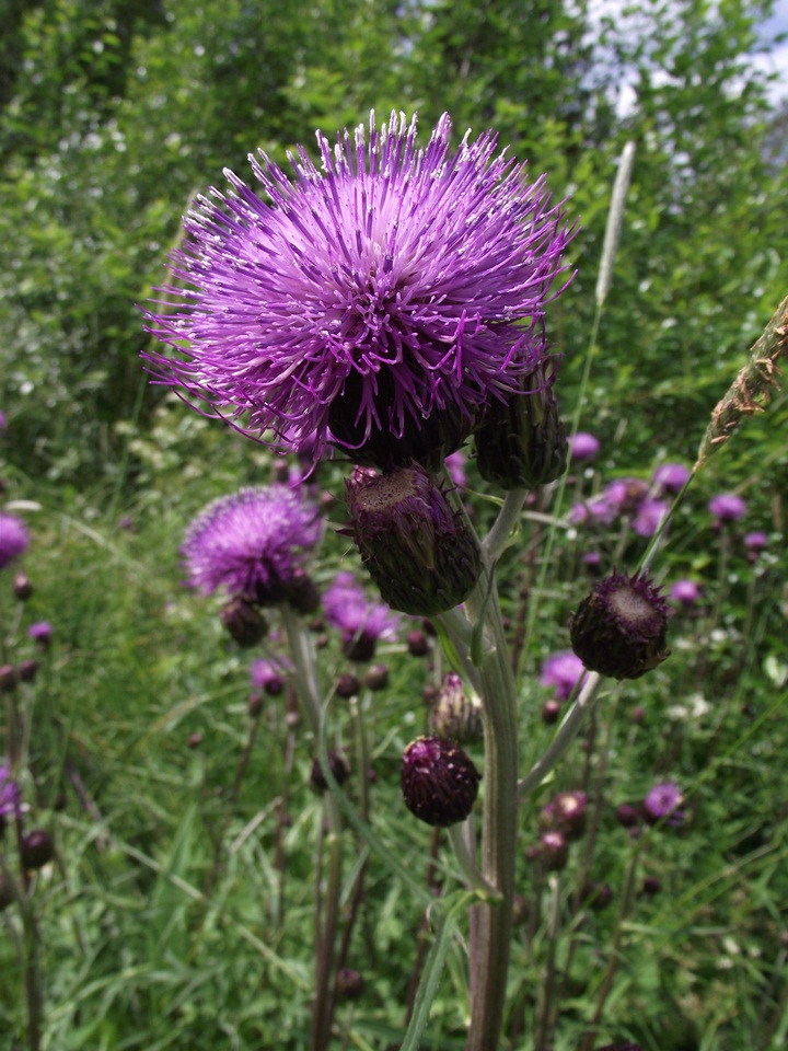 Изображение особи Cirsium heterophyllum.