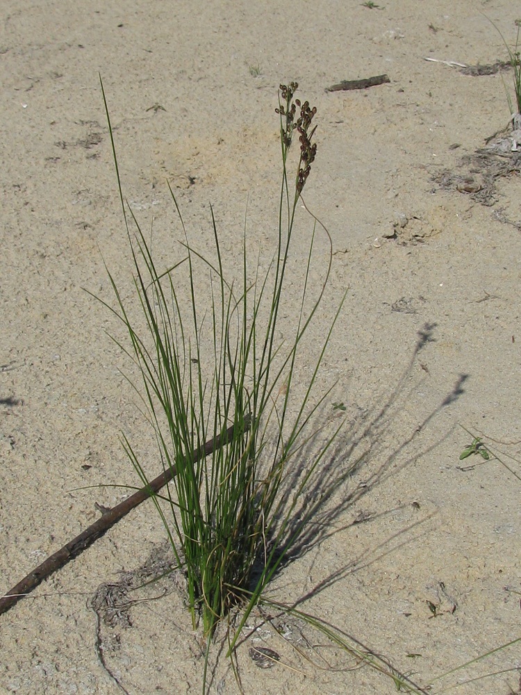 Image of Juncus compressus specimen.