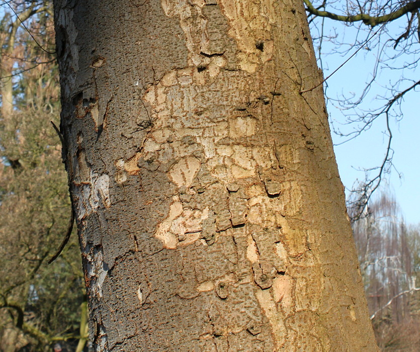 Image of Zelkova serrata specimen.