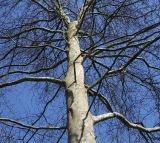 Platanus orientalis. Средняя часть кроны взрослого дерева, выходящего из состояния зимнего покоя. Германия, г. Krefeld, ботанический сад. 07.04.2013.