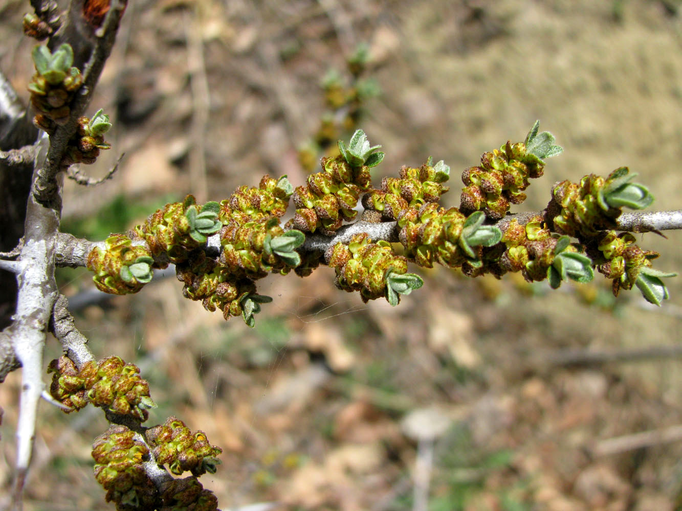 Image of Hippophae rhamnoides specimen.