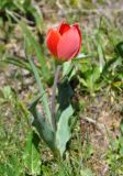 Tulipa julia. Цветущее растение. Армения, Вайоц Дзор, окр. монастыря Спитакавор. 02.05.2013.