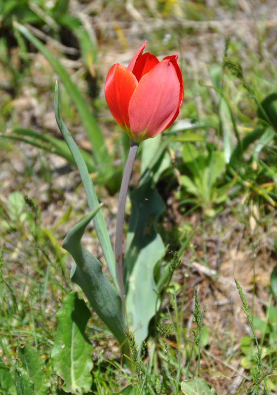 Image of Tulipa julia specimen.