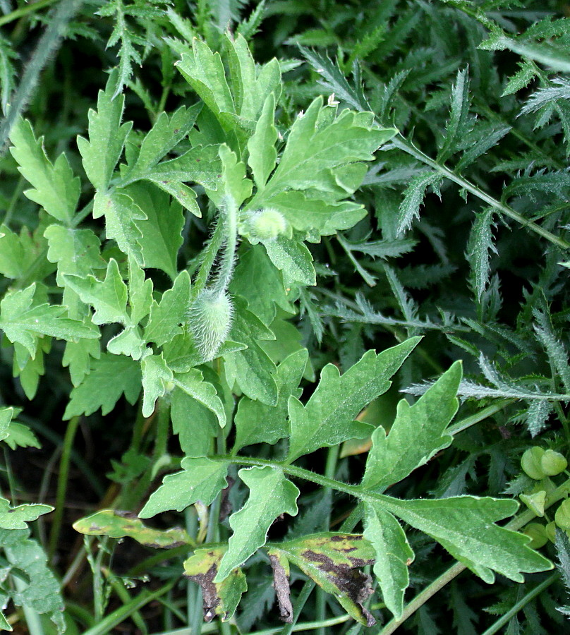 Изображение особи Papaver cambricum.