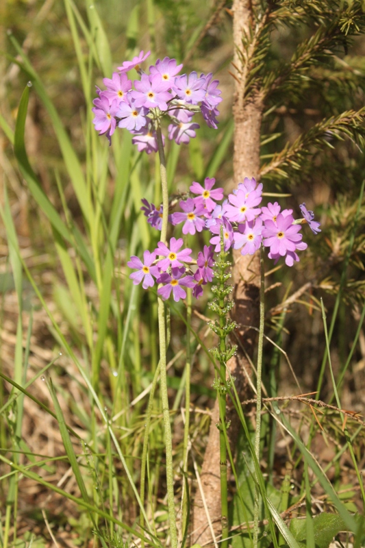 Image of Primula farinosa specimen.