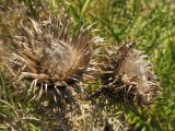 Lamyra echinocephala. Соплодия. Краснодарский край, м.о. город-курорт Анапа, окр. пос. М. Утриш, прибрежная гора, обрывисто-осыпной береговой склон. 28.07.2013.