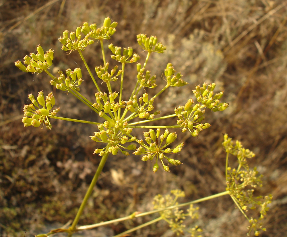 Image of Peucedanum ruthenicum specimen.