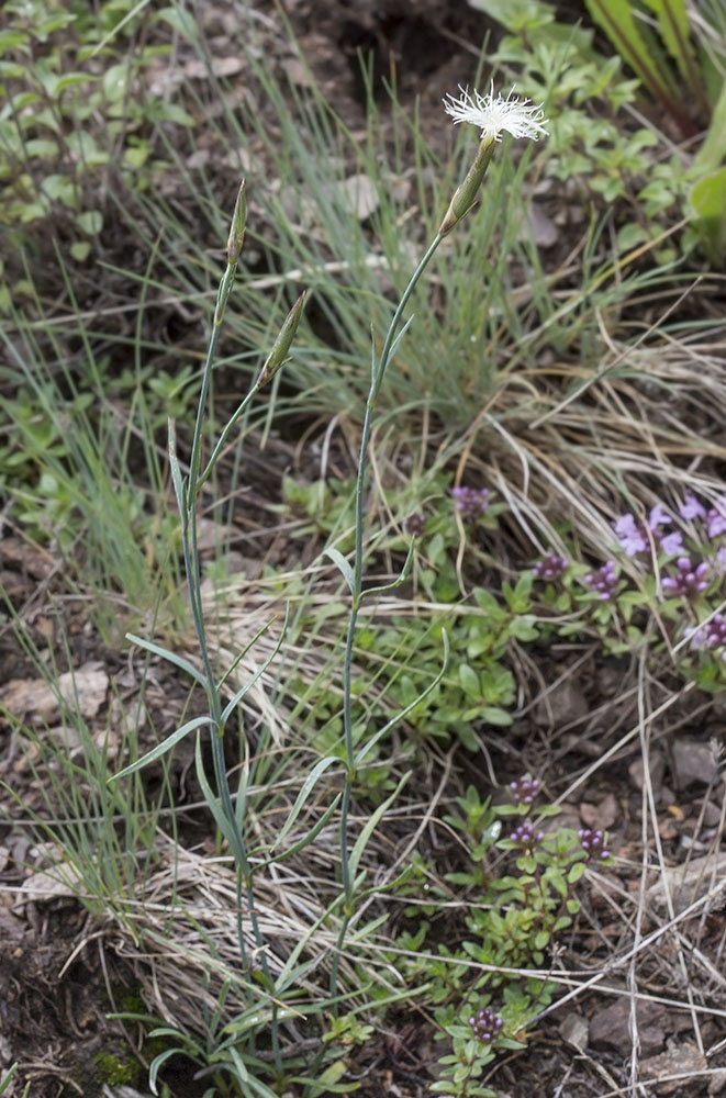 Image of Dianthus kuschakewiczii specimen.