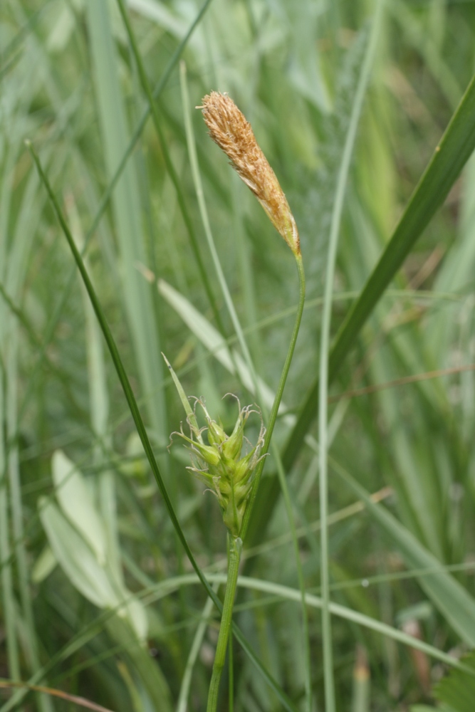 Изображение особи Carex michelii.