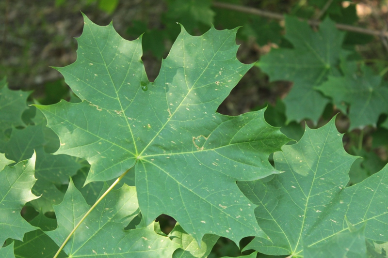 Image of Acer platanoides specimen.