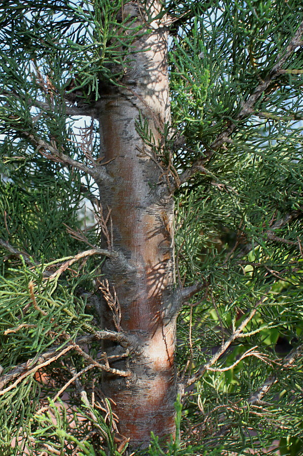 Изображение особи Cupressus sempervirens.