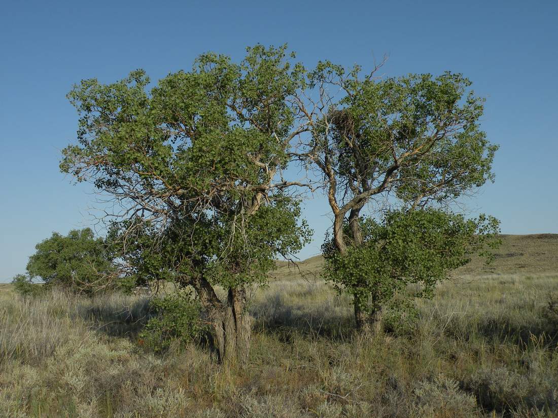 Image of Populus diversifolia specimen.