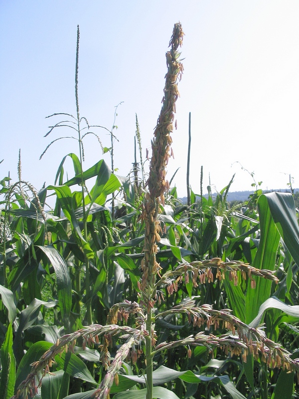 Image of Zea mays specimen.