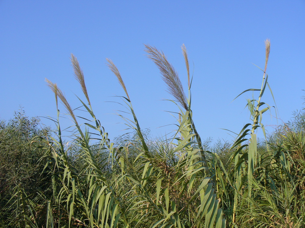 Image of Arundo donax specimen.