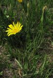 Tragopogon pratensis. Цветущее растение на газоне. Нидерланды, Гронинген. Май 2007 г.