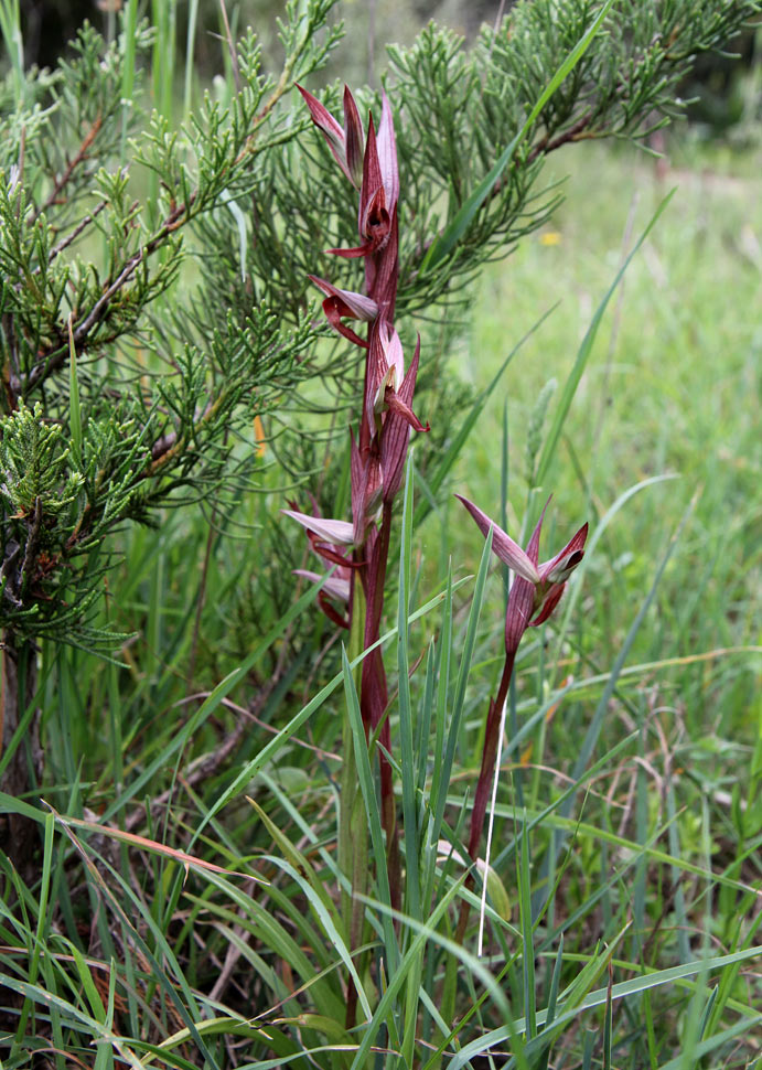 Image of Serapias bergonii specimen.