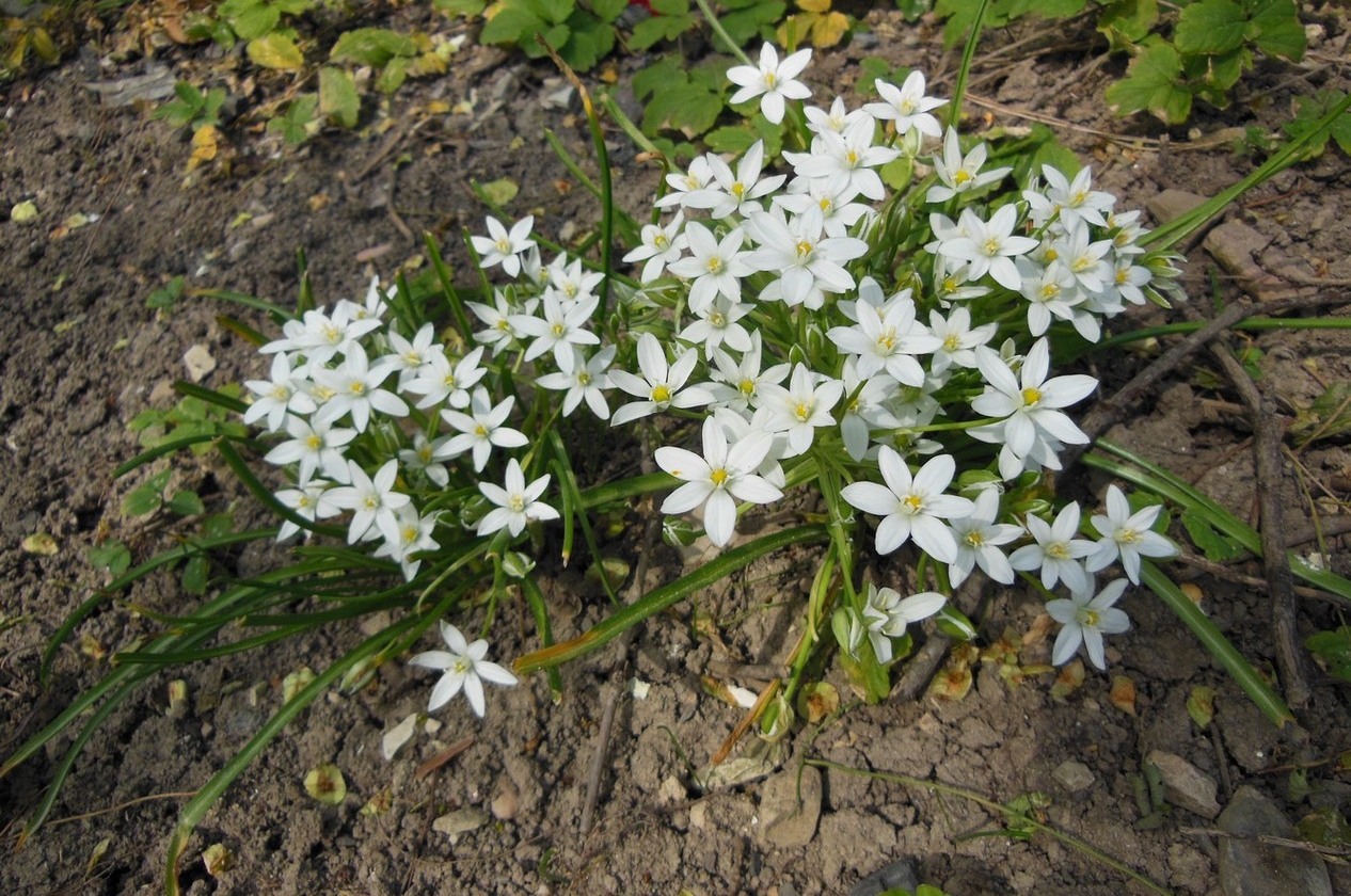 Image of Ornithogalum woronowii specimen.