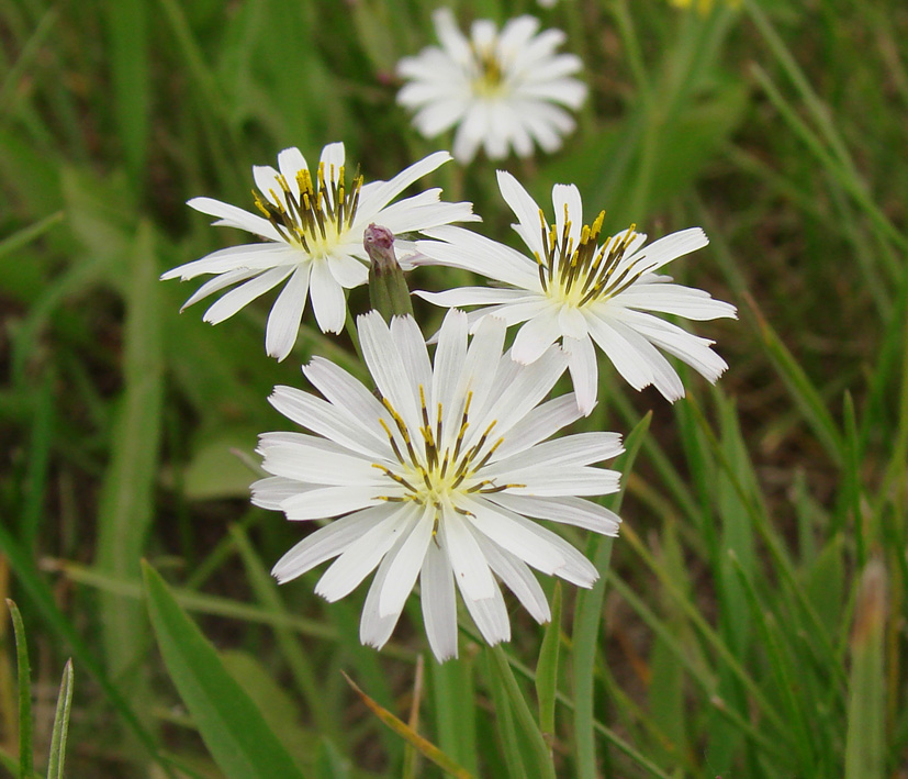 Image of Ixeridium gramineum specimen.