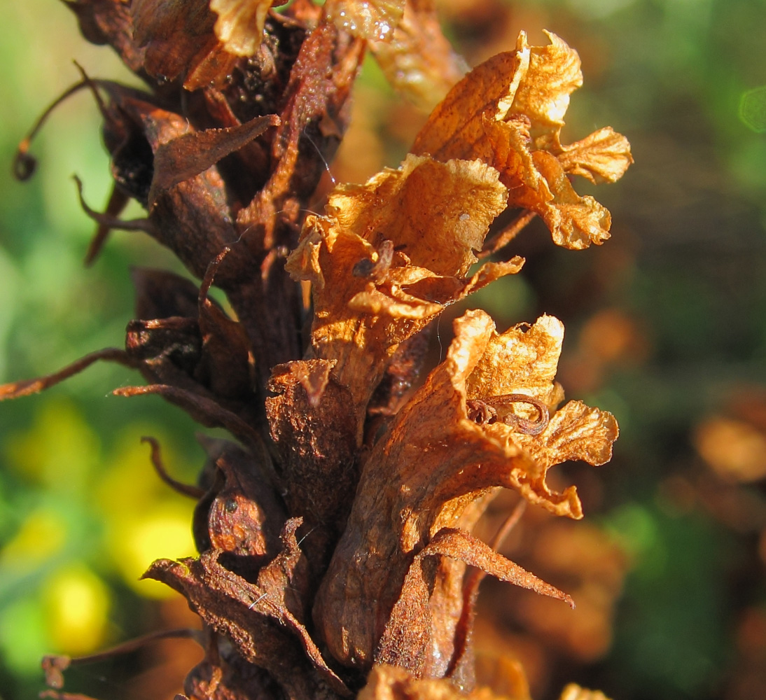 Image of Orobanche centaurina specimen.