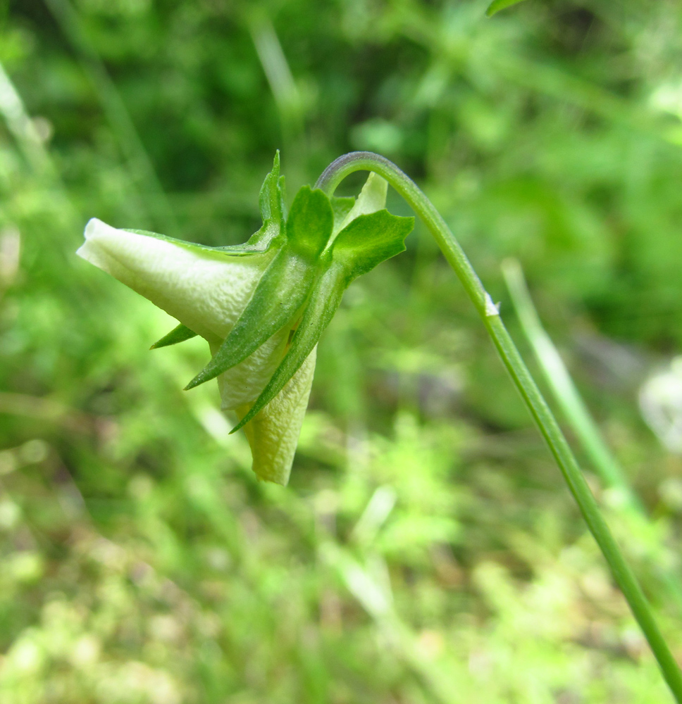 Image of Viola matutina specimen.