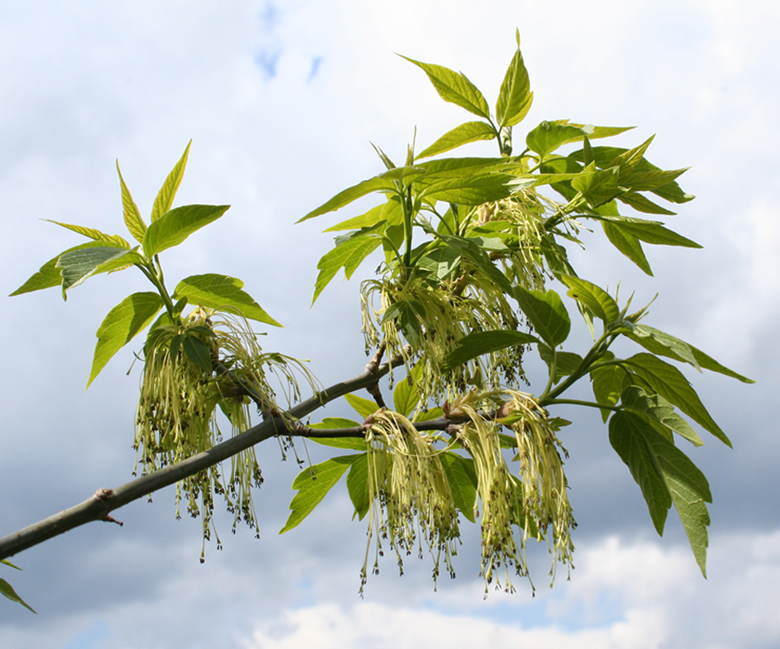 Image of Acer negundo specimen.