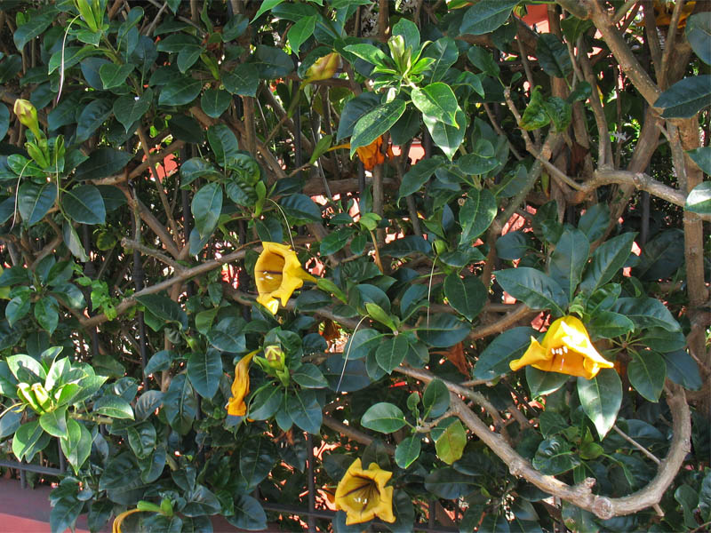 Image of Solandra maxima specimen.