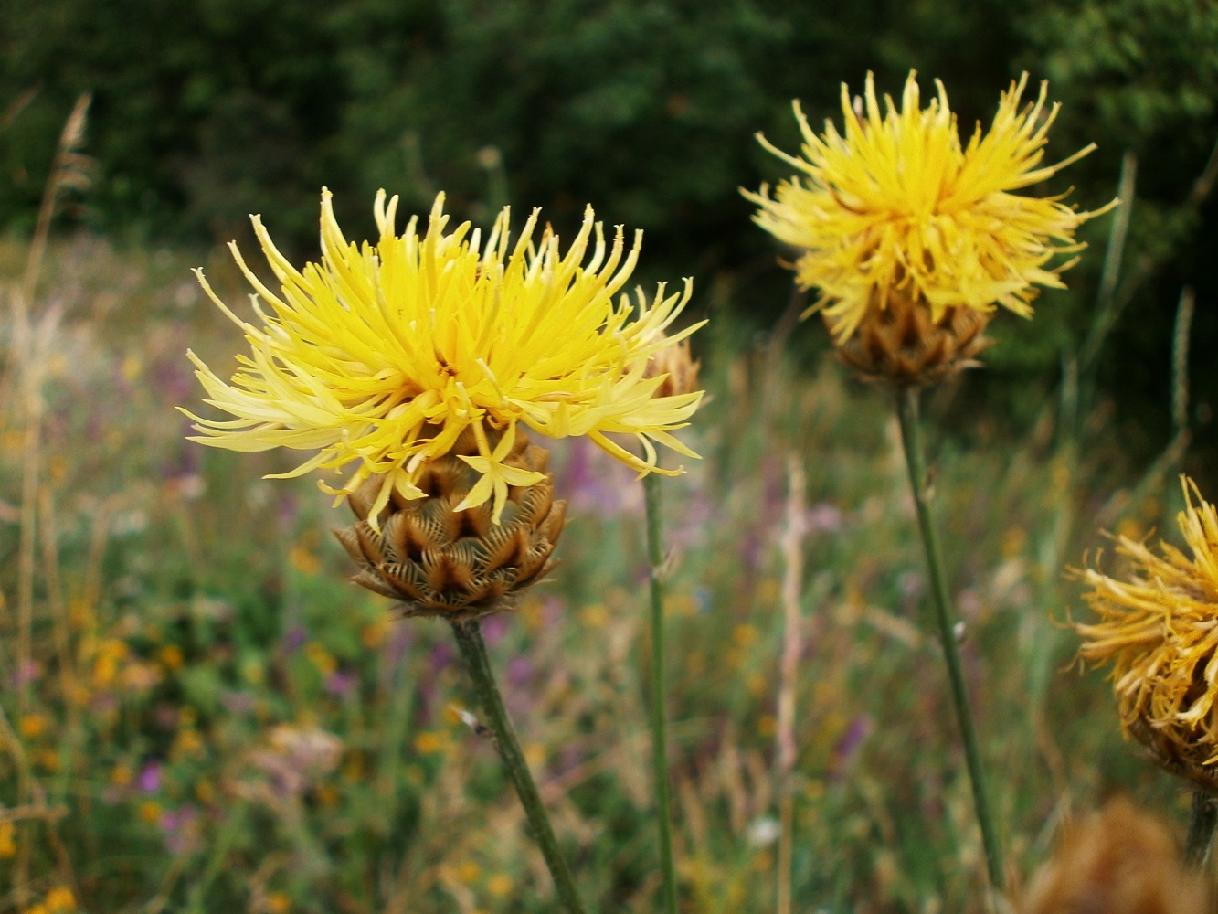 Image of Centaurea orientalis specimen.