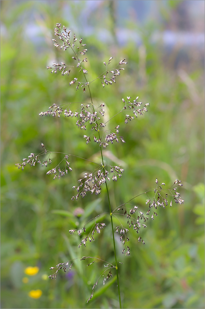 Изображение особи Deschampsia cespitosa.